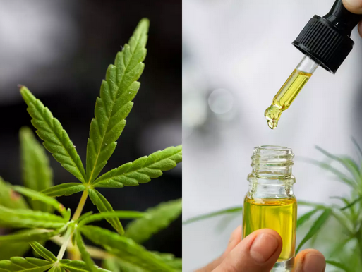 What you ought to Learn About CBD Oil post thumbnail image