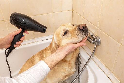 Figure out how to purchase a decent specialized canine care dryer on the internet post thumbnail image