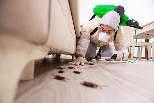 Exterminators at Your Doorstep: Rescuing Your Home from Pests post thumbnail image