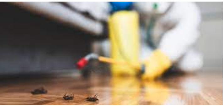 Specialist Techniques for Deciding on an Exterminator post thumbnail image