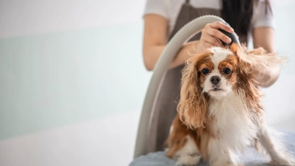 The Right Way to Use a Dog Blow Dryer: Tips for a Smooth Grooming Session post thumbnail image